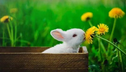 爱游戏中国官网-【问答】足坛评奖有完美的投票规则吗？